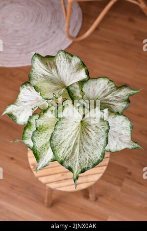 Tropische „Caladium Candyland“-Zimmerpflanze mit wunderschönen weißen und grünen Blättern mit rosa Sommersprossen auf dem Tisch Stockfoto