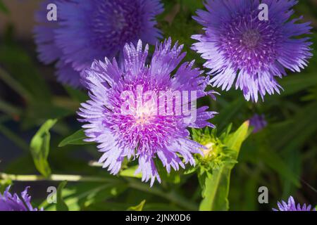 Stokes Aster, Peachie's Pick, gebürtiger Amerikaner, Wildblume, Familie der Asteraceae, Peachie Saxton, toleriert, gefiltertes Sonnenlicht, Dürre, lila Raggy. Stockfoto