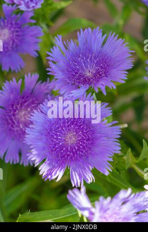 Stokes Aster, Peachie's Pick, gebürtiger Amerikaner, Wildblume, Familie der Asteraceae, Peachie Saxton, toleriert, gefiltertes Sonnenlicht, Dürre, lila Raggy. Stockfoto