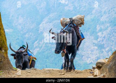 Porträt von Yak mit schwerer Last auf dem Weg von Lukla zum Namche Bazaar in Nepal. Trekking um den Namche Bazaar und das Everest-Gebiet Nepal. Reiseconcep Stockfoto