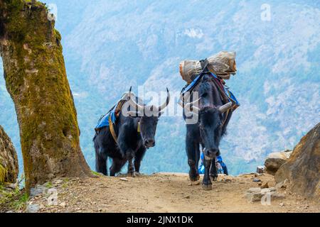 Porträt von Yak mit schwerer Last auf dem Weg von Lukla zum Namche Bazaar in Nepal. Trekking um den Namche Bazaar und das Everest-Gebiet Nepal. Reiseconcep Stockfoto