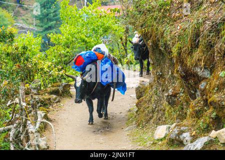 Porträt von Yak mit schwerer Last auf dem Weg von Lukla zum Namche Bazaar in Nepal. Trekking um den Namche Bazaar und das Everest-Gebiet Nepal. Reiseconcep Stockfoto