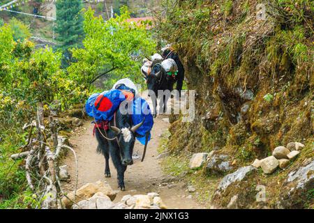 Porträt von Yak mit schwerer Last auf dem Weg von Lukla zum Namche Bazaar in Nepal. Trekking um den Namche Bazaar und das Everest-Gebiet Nepal. Reiseconcep Stockfoto