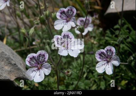 Nahaufnahme des Schwarzäugigen-Reiher-Schnabels, auch Pyrenäen-Storch-Schnabel genannt, kleine weiße und violette Blüten Stockfoto