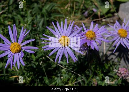 Draufsicht auf vier Alpenastern, lila-blaue Blüten mit gelbem Herz Stockfoto