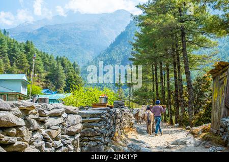 Touristen und Nepalesen zu Fuß vom Namche Basar nach Lukla mit einer Gruppe Esel. Reise- und Naturkonzept. Stockfoto