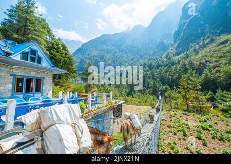 Touristen und Nepalesen zu Fuß vom Namche Basar nach Lukla mit einer Gruppe Esel. Reise- und Naturkonzept. Stockfoto