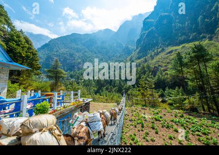 Touristen und Nepalesen zu Fuß vom Namche Basar nach Lukla mit einer Gruppe Esel. Reise- und Naturkonzept. Stockfoto