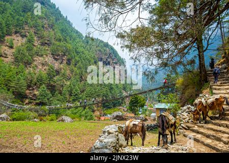 Touristen und Nepalesen zu Fuß vom Namche Basar nach Lukla mit einer Gruppe Esel. Reise- und Naturkonzept. Stockfoto