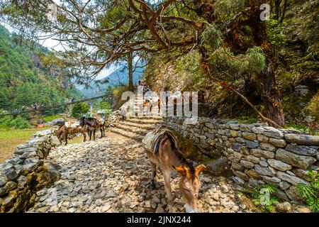 Touristen und Nepalesen zu Fuß vom Namche Basar nach Lukla mit einer Gruppe Esel. Reise- und Naturkonzept. Stockfoto