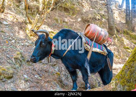 Porträt von Yak mit schwerer Last auf dem Weg von Lukla zum Namche Bazaar in Nepal. Trekking um den Namche Bazaar und das Everest-Gebiet Nepal. Reiseconcep Stockfoto