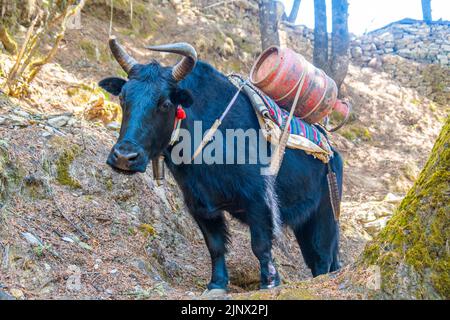 Porträt von Yak mit schwerer Last auf dem Weg von Lukla zum Namche Bazaar in Nepal. Trekking um den Namche Bazaar und das Everest-Gebiet Nepal. Reiseconcep Stockfoto