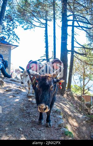 Porträt von Yak mit schwerer Last auf dem Weg von Lukla zum Namche Bazaar in Nepal. Trekking um den Namche Bazaar und das Everest-Gebiet Nepal. Reiseconcep Stockfoto