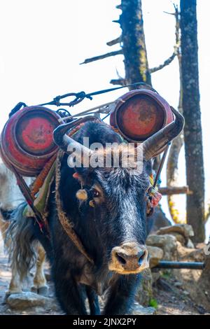 Porträt von Yak mit schwerer Last auf dem Weg von Lukla zum Namche Bazaar in Nepal. Trekking um den Namche Bazaar und das Everest-Gebiet Nepal. Reiseconcep Stockfoto