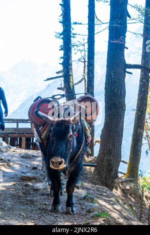 Porträt von Yak mit schwerer Last auf dem Weg von Lukla zum Namche Bazaar in Nepal. Trekking um den Namche Bazaar und das Everest-Gebiet Nepal. Reiseconcep Stockfoto