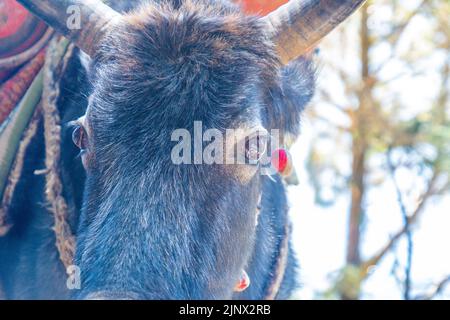 Porträt von Yak mit schwerer Last auf dem Weg von Lukla zum Namche Bazaar in Nepal. Trekking um den Namche Bazaar und das Everest-Gebiet Nepal. Reiseconcep Stockfoto