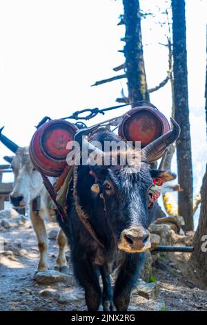 Porträt von Yak mit schwerer Last auf dem Weg von Lukla zum Namche Bazaar in Nepal. Trekking um den Namche Bazaar und das Everest-Gebiet Nepal. Reiseconcep Stockfoto