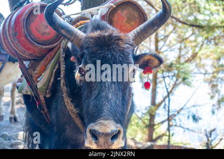 Porträt von Yak mit schwerer Last auf dem Weg von Lukla zum Namche Bazaar in Nepal. Trekking um den Namche Bazaar und das Everest-Gebiet Nepal. Reiseconcep Stockfoto