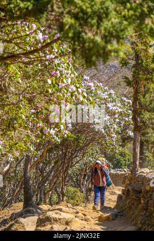 Sagarmatha National Park, Nepal - 25 Apr 2022: Der junge sherpa-Portier trägt schwere Säcke im Himalaya auf dem Everest Base Camp Trek Stockfoto