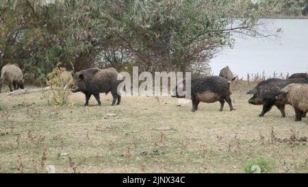 Wildschwein (Sus scrofa) steuert die Herde von Feral-Schweinen (Eber-Schwein-Hybrid) auf einer Herbstwiese neben dem Donaudelta an Stockfoto