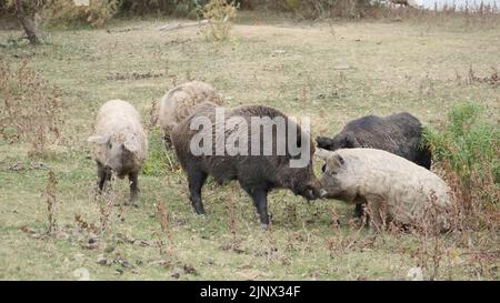 Wildschwein (Sus scrofa) steuert die Herde von Feral-Schweinen (Eber-Schwein-Hybrid) auf einer Herbstwiese neben dem Donaudelta an Stockfoto