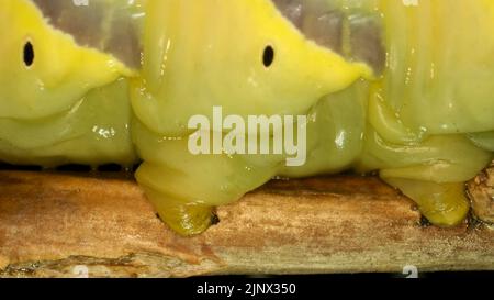 Die Larve (Raupe) des Schmetterlings der Kopf-Falkmotte des Todes folgt dem Ast. Extreme Nahaufnahme Stockfoto