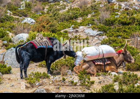 Gruppe von einheimischen Yak-Karawanen, die Touristenmaterial auf dem Weg zum Everest-Basislager in Nepal transportieren. Yaks transportieren Waren über Bergpässe für lokale f Stockfoto
