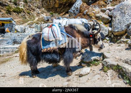 Gruppe von einheimischen Yak-Karawanen, die Touristenmaterial auf dem Weg zum Everest-Basislager in Nepal transportieren. Yaks transportieren Waren über Bergpässe für lokale f Stockfoto