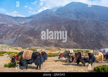 Gruppe von einheimischen Yak-Karawanen, die Touristenmaterial auf dem Weg zum Everest-Basislager in Nepal transportieren. Yaks transportieren Waren über Bergpässe für lokale f Stockfoto