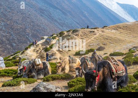 Gruppe von einheimischen Yak-Karawanen, die Touristenmaterial auf dem Weg zum Everest-Basislager in Nepal transportieren. Yaks transportieren Waren über Bergpässe für lokale f Stockfoto