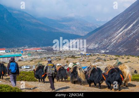 Gruppe von einheimischen Yak-Karawanen, die Touristenmaterial auf dem Weg zum Everest-Basislager in Nepal transportieren. Yaks transportieren Waren über Bergpässe für lokale f Stockfoto