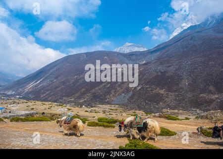 Gruppe von einheimischen Yak-Karawanen, die Touristenmaterial auf dem Weg zum Everest-Basislager in Nepal transportieren. Yaks transportieren Waren über Bergpässe für lokale f Stockfoto