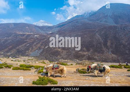 Gruppe von einheimischen Yak-Karawanen, die Touristenmaterial auf dem Weg zum Everest-Basislager in Nepal transportieren. Yaks transportieren Waren über Bergpässe für lokale f Stockfoto