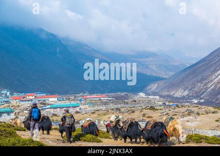 Gruppe von einheimischen Yak-Karawanen, die Touristenmaterial auf dem Weg zum Everest-Basislager in Nepal transportieren. Yaks transportieren Waren über Bergpässe für lokale f Stockfoto