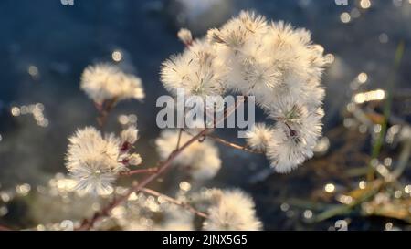 Küstenstern vor dem Hintergrund von Schnee und gefrorenem Salzsee. Nahaufnahme der Seeaster (Tripolium pannonicum) Stockfoto