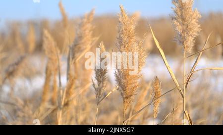 Das Schilf schwankt im Wind vor dem Hintergrund des Schnees. Nahaufnahme von Schilf. Natürlicher Hintergrund, Schilf im Wind in der Sonne Strahlen im Morgengrauen. Winterlandschaft Stockfoto