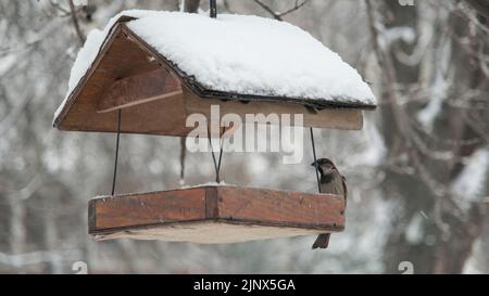 Hausparrows pickt Futter im Vogelhaus unter Schnee, vor dem Hintergrund eines Schneefalls Stockfoto