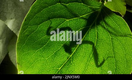 Die Gottesanbeterin wird hinter einem grünen Fliederblatt silhouettiert. Nahaufnahme von Mantis-Insekten. Hintergrundbeleuchtung (Contre-jour) Stockfoto