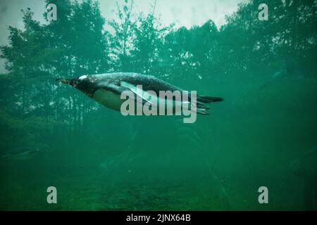 Ein Gentoo-Pinguin, der unter Wasser schwimmend ist, mit Bäumen, die sich im Glas des Aquariumtanks, dem Edinburgh Zoo, spiegeln Stockfoto