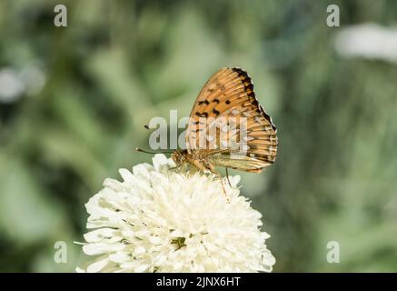 Futtersuche dunkelgrüner Fritillär (Argynnis aglaja) Stockfoto