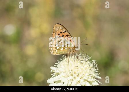 Futtersuche dunkelgrüner Fritillär (Argynnis aglaja) Stockfoto