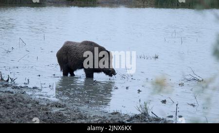 Wildschwein (Sus scrofa) frisst Wurzeln in einem Süßwasserteich Stockfoto