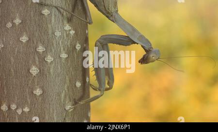 Gottesanbeterin sitzt auf dem Zweig auf dem Hintergrund der Herbstblätter. Transkaukasische Baummantis (Hierodula transkaucasica). Nahaufnahme von Mantis-Insekten Stockfoto