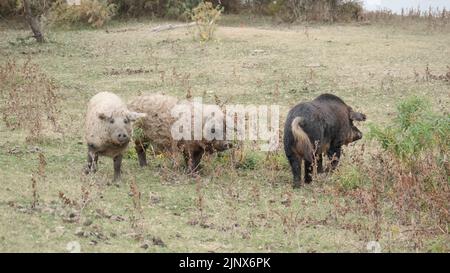 Wildschwein (Sus scrofa) steuert die Herde von Feral-Schweinen (Eber-Schwein-Hybrid) auf einer Herbstwiese neben dem Donaudelta an Stockfoto