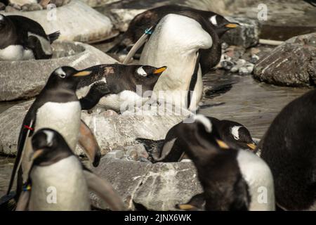 Ein Gentoo-Pinguin, der in einem künstlichen Nest zwischen einer Schar anderer Pinguine im Edinburgh Zoo schläft Stockfoto