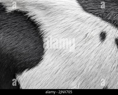Schwarze Flecken auf der weißen behaarten Haut eines Stiers Stockfoto