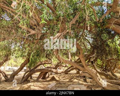 Und gealterter Salvadora persica oder peelu Baum in der Wüste Stockfoto