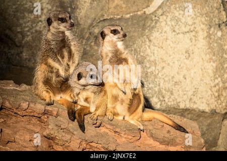 Drei Erdmännchen auf einem Baumstamm, der in die gleiche Richtung schaut, Edinburgh Zoo Stockfoto