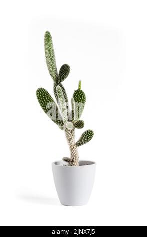 Opuntia microdasys var. albispina Kaktus in einem Topf isoliert auf weißem Hintergrund. Stockfoto