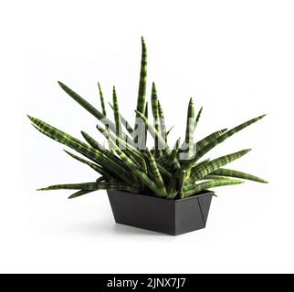 Vergossene Sansevieria cylindrica var. Patula isoliert auf weißem Hintergrund. Sansevieria cylindrica auch als zylindrische Schlangenpflanze, afrikanische Spea, bekannt Stockfoto